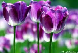 Image result for The best Flower in the world