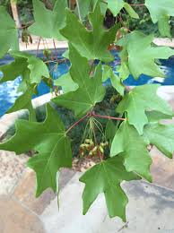 Image result for bigtooth maple