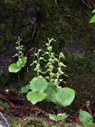 Image result for Nidorella auriculata