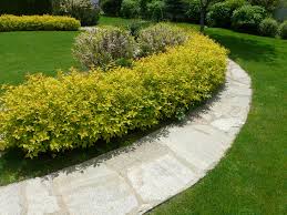 Image result for spirea japonica gold princess