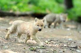 Have You Ever Seen The Tenderness That A Female Wolf Gives To Her Babies The Arctic Wolf Canis Lupus Arctos Also Called P Wolf Pup Arctic Wolf Baby Wolves
