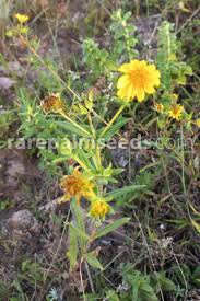 Image result for Guizotia scabra