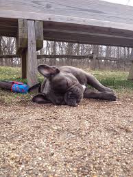 We breed only from quality dogs, with strong, often imported bloodlines, true to type and standard. French Bulldog Sugar Bear Is Not Impressed With New Salem French Dogs French Bulldog Puppies French Bulldog