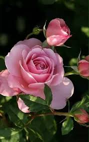 Pretty Group Of Blue Flowers With Delicate Centres Beautiful Rose Flowers Love Flowers Beautiful Roses