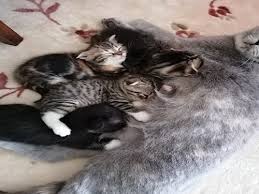 iki kedinin zorluklari evde tek kedi mi iki kedi mi hobi medya