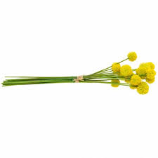 Check spelling or type a new query. Drumstick Craspedia Yellow Artificial Garden Flower Silk Flowers 15pcs 11890 Buy Online
