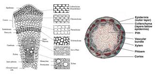Pada gambar 11 memiliki epidermis yang terdiri dari satu lapis. Perbedaan Monokotil Dan Dikotil Beserta Gambar Lengkap