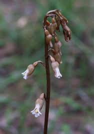 Image result for Gastrodia ballii