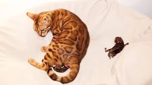 Malposture is of most importance in relation to the position of the head. Pregnant Bengal Cat Gives Birth To 2 Kittens For The First Time Youtube