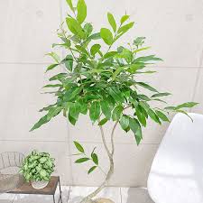 Image result for Monadenium pedunculatum