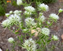 Image result for Phymaspermum
