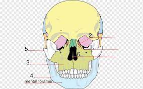 Maybe you would like to learn more about one of these? Kerangka Wajah Tengkorak Anatomi Kerangka Manusia Tulang Tengkorak Wajah Kepala Anatomi Png Pngwing