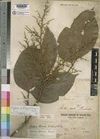 Image result for Agelaea pentagyna