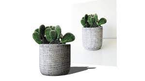 cactus mini vase 3d warehouse mini vase cactus cactus plants