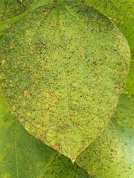 Maybe you would like to learn more about one of these? Bean Rust Fungus On A Leaf Photograph By Geoff Kidd Science Photo Library