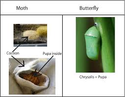 Cocoon Vs Chrysalis Insect Unit Cocoon Butterfly Cocoon