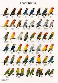 شاهد كل أنواع الطيور واسماءها العلمية Rainbow Budgies الرينبو البادجي Facebook