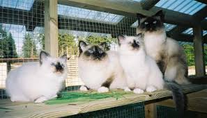 Pin Pa Sacred Birman Cats