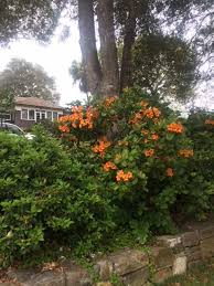 Vireya Rhododendron Tropical Rhododendron Tropical Pool Rhododendron Tropical