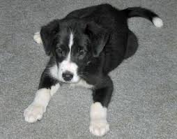 Black And White Collie Dog Boxer Border Collie Mix Puppies For Sale Zoe Fans Blog Border Collie Lab Mix Border Collie Mix Puppies Collie Mix