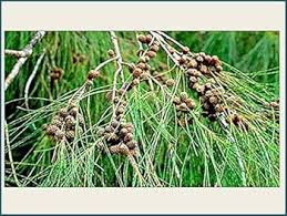 Image result for Casuarina junghuhniana