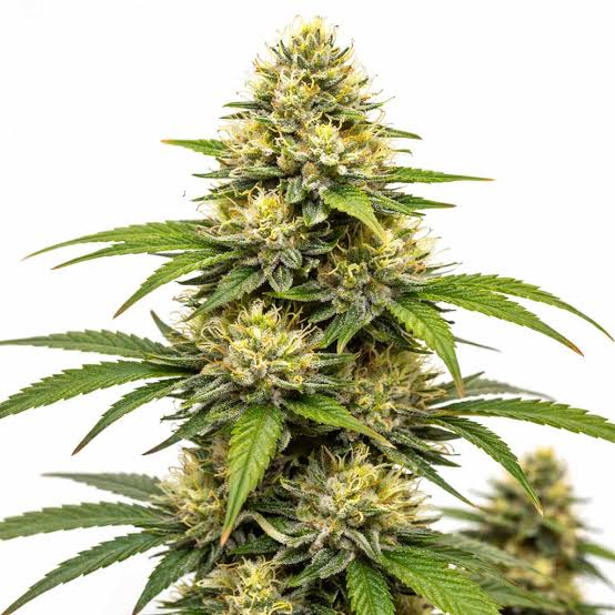 Lemon Haze Cali Mid Shelf dense cannabis flower with trichome coverage