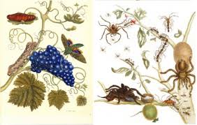 Maria Sibylla Merian, una valiente entomóloga | Vidas científicas ...