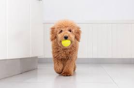 We raise f1b and f1 goldendoodles in the mini, medium and standard sizes. Mini Goldendoodle Size Puppy Guide Price Facts Marvelous Dogs