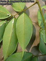 Image result for Dialium holtzii