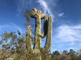 Freezes into ice below 0 degrees centigrade and boils above 100 degrees centigrade; Saguaro Cactus Is Imperiled By Climate Change And Humans