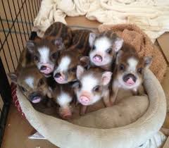 Image result for pigs to market