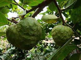Amazon Com 10 Seeds Annona Cherimola Fruit Shrub Cherimoya Custard Apple Garden Outdoor Fruit Shrub Cherimoya Fruit Plants