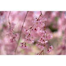 Online Orchards Double Blossom Pink Weeping Cherry Tree Bare Root Flwc002 The Home Depot Weeping Cherry Tree Ornamental Cherry Blossom Trees