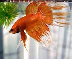 Orange Cellophane Bf Dt Betta Betta Fish Types Betta Fish Betta