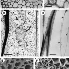 We did not find results for: Pdf The Plant Vascular System Evolution Development And Functionsf