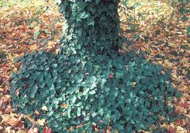 Image result for Hedera