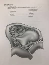 Jul 04, 2020 · plant cell diagram. Procedure 3 6 Plant Cell Parts 1 Using Your Textbook Chegg Com