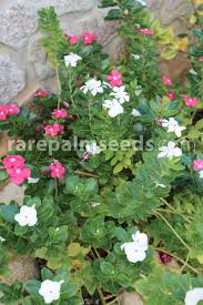 Image result for Catharanthus roseus