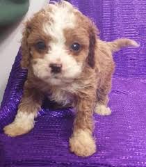 They seldom meet a stranger and love being with. Cavapoo For Sale Iowa
