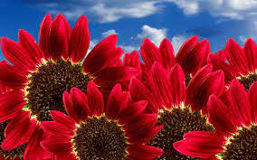 Trova e scarica le foto di fiore più popolari su freepik gratuiti a scopo commerciale immagini di alta qualità oltre 8 milioni di foto stock. Sfondi Hd Fiori Per Desktop Primavera Red Sunflowers Sunflower Wallpaper Annual Flowers