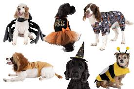 Pet care pet health pet behavior & training breed guide pet insurance ask dr. Pets At Home Has Launched A Range Of Halloween Costumes For Dogs With Prices Starting From 2