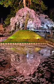 夜放 dsc 9731 beautiful nature kyoto japan travel japan photo
