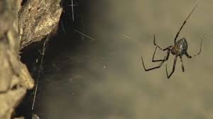 Die brasilianische wanderspinne ist eine der wenigen spinnen auf der welt, von deren biss auch für einen gesunden erwachsenen menschen eine lebensbedrohende gefahr ausgehen kann. Klein Aber Todlich Das Sind Die Funf Giftigsten Spinnen Der Welt Stern De