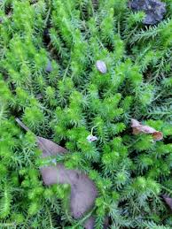 Image result for Mayacaceae