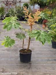 Image result for Tetrapanax