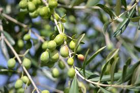 A Broc On Utilise Des Noyaux D Olives Pour Se Chauffer Fioulreduc