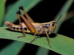 Cricket (disambiguation) — cricket is a bat and ball sport contested by two teams. On The Grasshopper And The Cricket Summary Englicist
