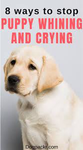 Why Is My Puppy Whining And Crying Dogpackr Puppy Whining Dog Whining Dog Crying