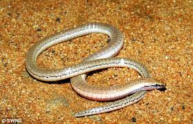 Meaning that you'd be unlikely to confuse a snake for a lizard in the a skink looks a bit like a cross between a lizard and a snake. Scientists Discover Legless Lizard And No It S Not A Snake Daily Mail Online