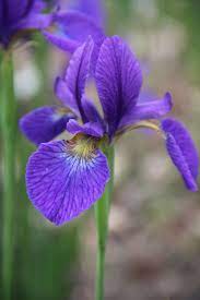 Iris Typhifolia A Species Siberian Iris Found In North East China This A Cultivar Was Introduced As Caitlin S Smile B Plumeria Flowers Macro Flower Plumeria